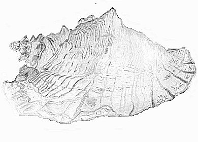 A side view of a shell